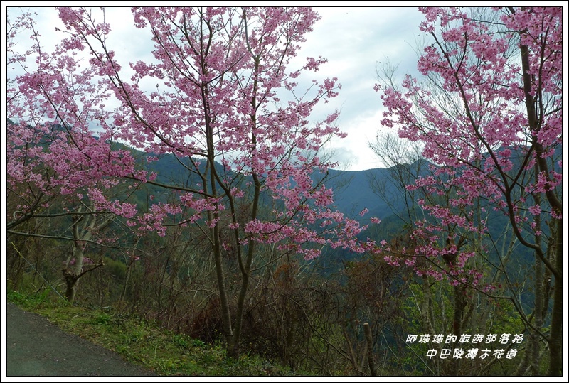 中巴陵櫻木花道21.JPG