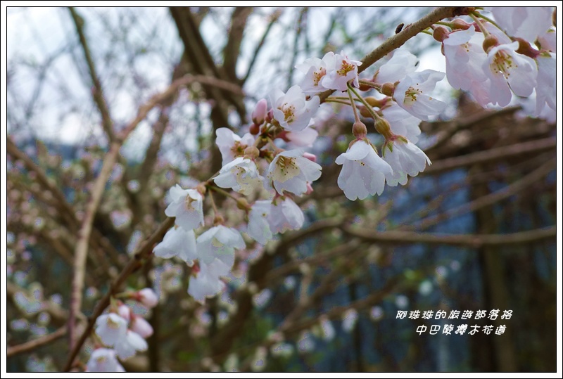 中巴陵櫻木花道34.JPG