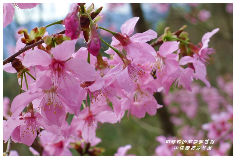 中巴陵櫻木花道18.JPG