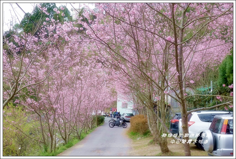 中巴陵櫻木花道23.JPG