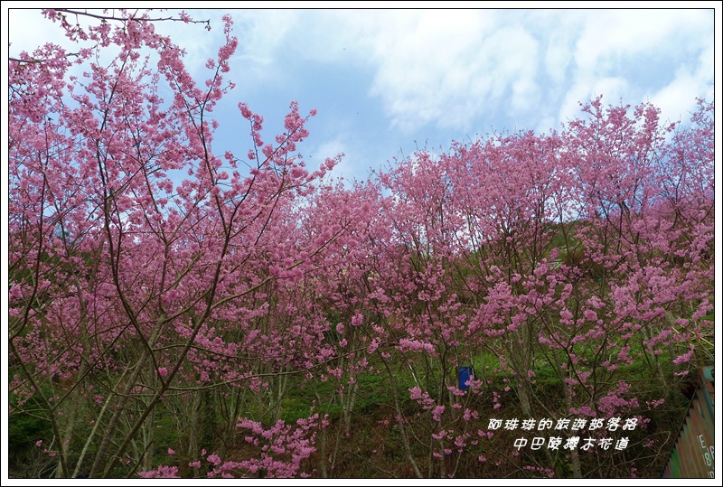 中巴陵櫻木花道24.JPG
