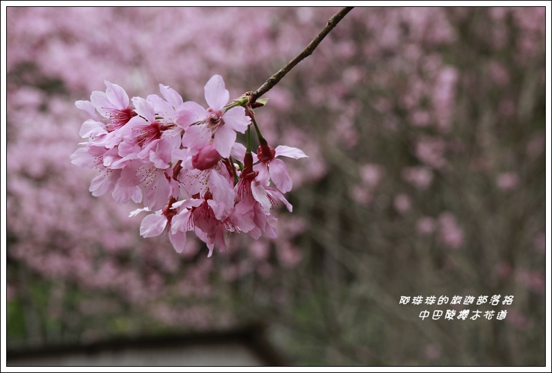 中巴陵櫻木花道15.JPG