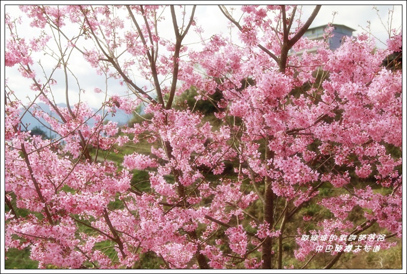 中巴陵櫻木花道8.JPG