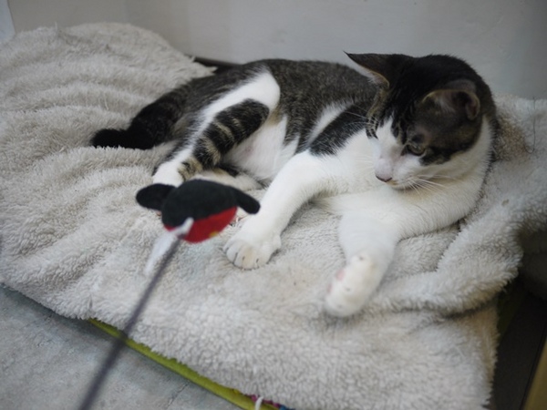 彩虹猫冰屋：食。北市捷運松山站。Boss當家的彩虹猫 炸物、鬆餅、冰品 烏龍麵通通有!!