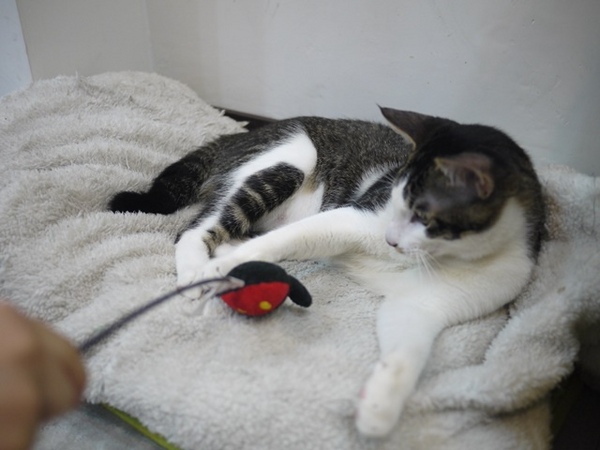 彩虹猫冰屋：食。北市捷運松山站。Boss當家的彩虹猫 炸物、鬆餅、冰品 烏龍麵通通有!!