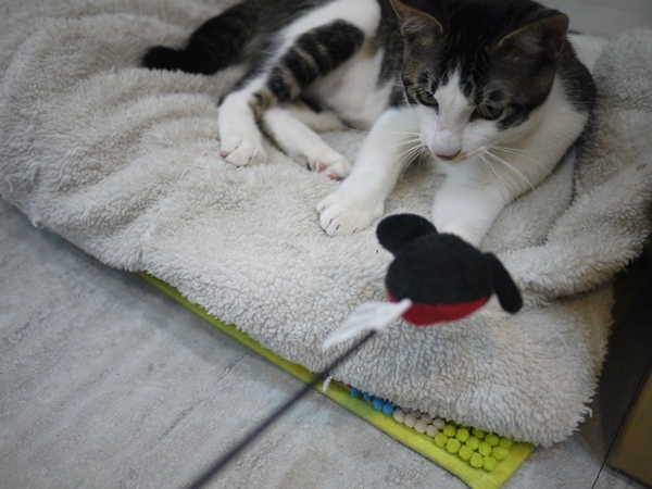 彩虹猫冰屋：食。北市捷運松山站。Boss當家的彩虹猫 炸物、鬆餅、冰品 烏龍麵通通有!!