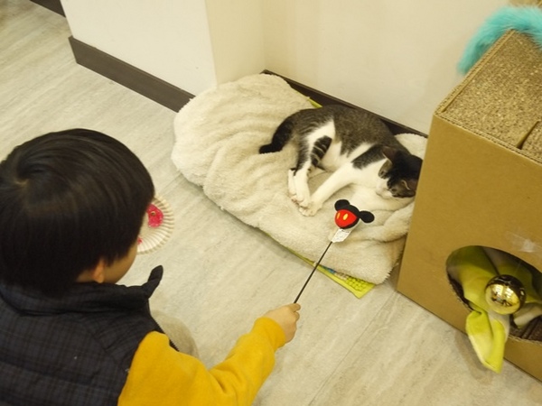 彩虹猫冰屋：食。北市捷運松山站。Boss當家的彩虹猫 炸物、鬆餅、冰品 烏龍麵通通有!!