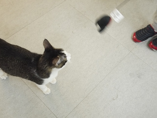 彩虹猫冰屋：食。北市捷運松山站。Boss當家的彩虹猫 炸物、鬆餅、冰品 烏龍麵通通有!!