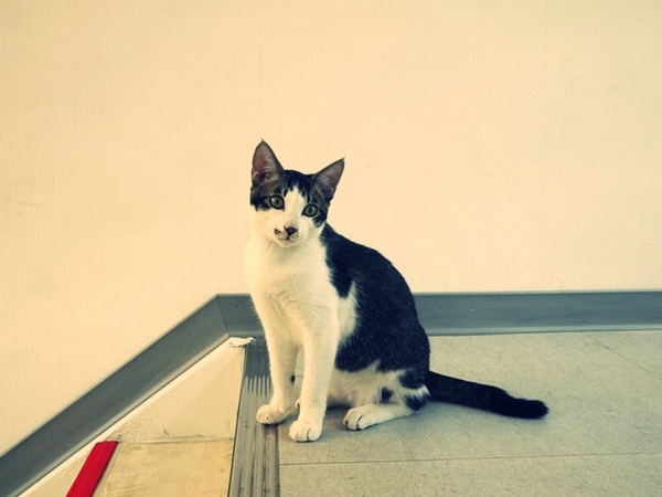 彩虹猫冰屋：食。北市捷運松山站。Boss當家的彩虹猫 炸物、鬆餅、冰品 烏龍麵通通有!!