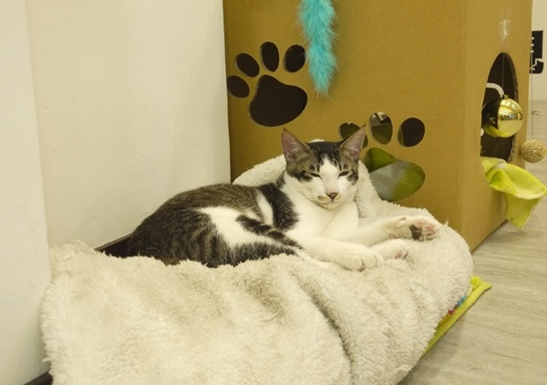 彩虹猫冰屋：食。北市捷運松山站。Boss當家的彩虹猫 炸物、鬆餅、冰品 烏龍麵通通有!!