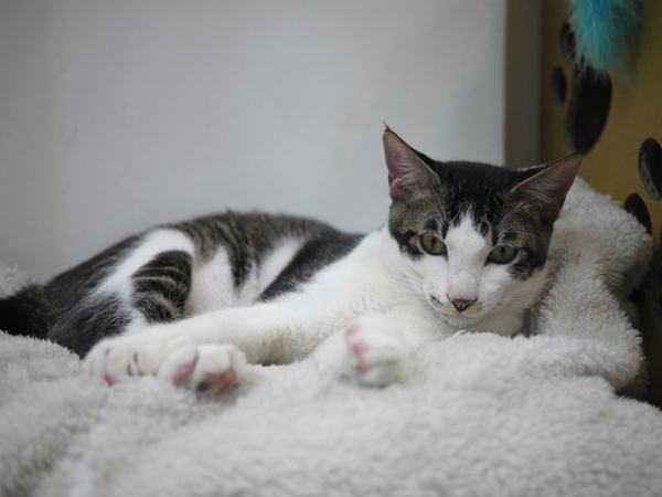 彩虹猫冰屋：食。北市捷運松山站。Boss當家的彩虹猫 炸物、鬆餅、冰品 烏龍麵通通有!!