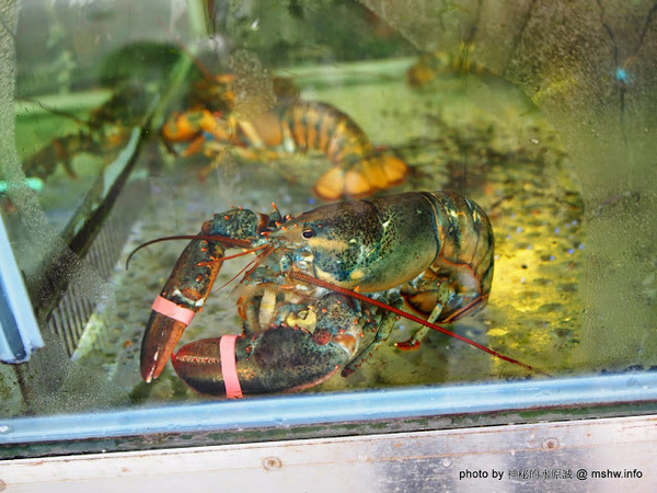 閤家活海鮮：【食記】台中閤家平價活海鮮.活鵝肉城@南屯 : 現撈的比較威？菜色多元的海鮮合菜!