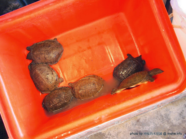 閤家活海鮮：【食記】台中閤家平價活海鮮.活鵝肉城@南屯 : 現撈的比較威？菜色多元的海鮮合菜!