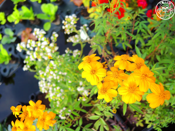 米倉國小：作伙來企投【新北八里･米倉國小】樹屋溜滑梯太好玩啦