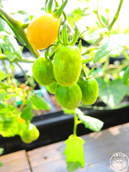 米倉國小：作伙來企投【新北八里･米倉國小】樹屋溜滑梯太好玩啦