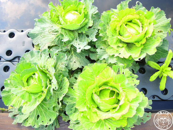 米倉國小：作伙來企投【新北八里･米倉國小】樹屋溜滑梯太好玩啦