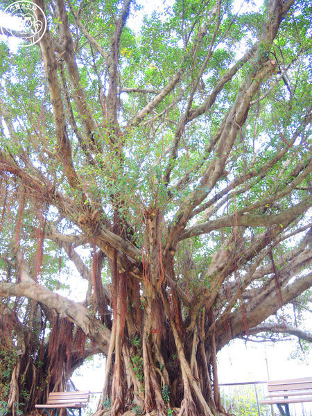 米倉國小：作伙來企投【新北八里･米倉國小】樹屋溜滑梯太好玩啦