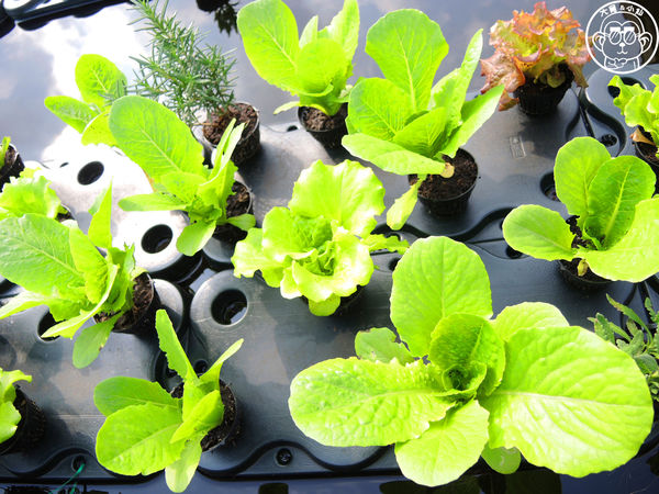 米倉國小：作伙來企投【新北八里･米倉國小】樹屋溜滑梯太好玩啦