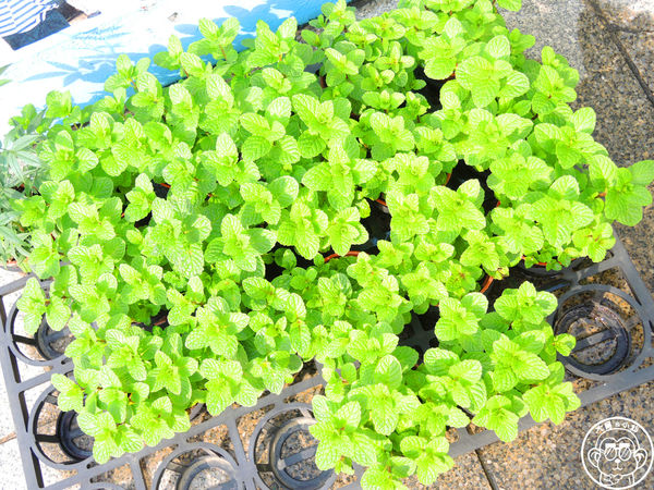 米倉國小：作伙來企投【新北八里･米倉國小】樹屋溜滑梯太好玩啦