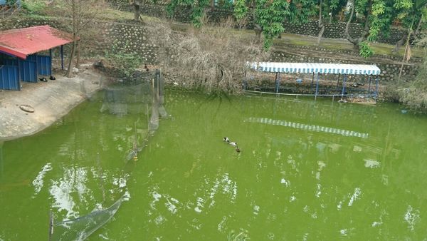 果風巧克力+大同醬油+魚露 觀光_7380