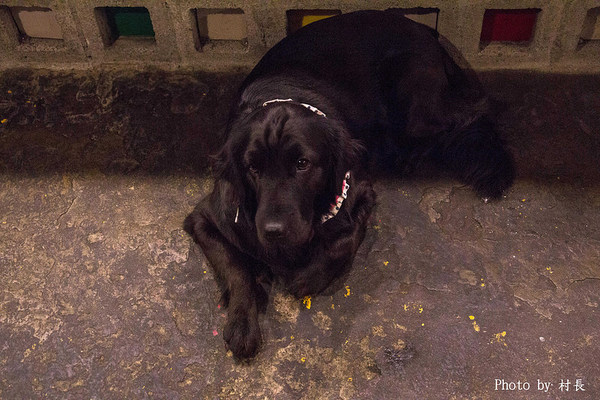 黑狗食堂:【食記】{高雄。鼓山區}鼓山黑店真有夠黑的黑狗食堂