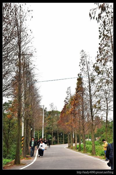20160110龍潭落羽松大道2