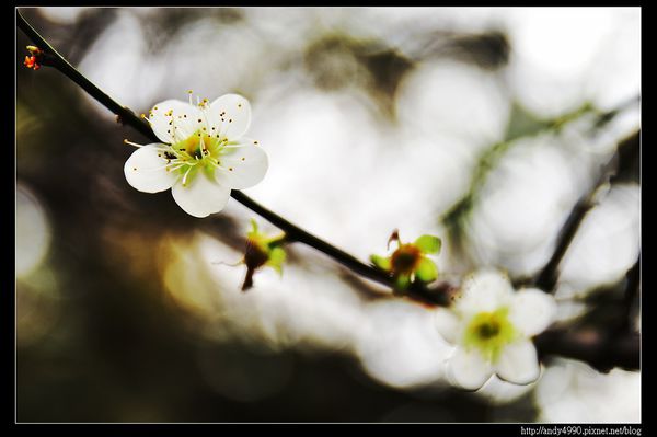 20160110龍潭落羽松大道7