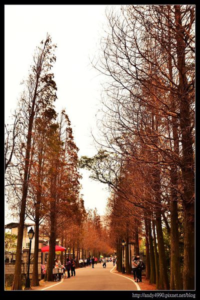 20160110龍潭落羽松大道5