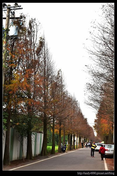 20160110龍潭落羽松大道1