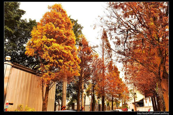 20160110龍潭落羽松大道6