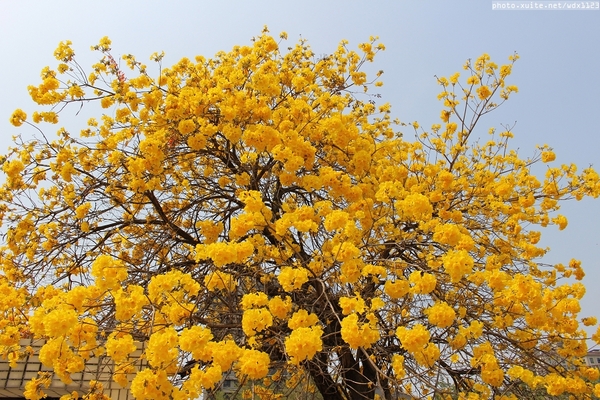 台中豐富公園：台中豐富公園✪黃金風鈴木~我也趕上了~104.03.08
