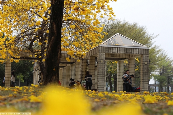 台中豐富公園：台中豐富公園✪黃金風鈴木~我也趕上了~104.03.08