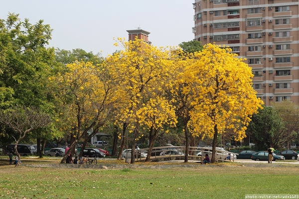 台中豐富公園：台中豐富公園✪黃金風鈴木~我也趕上了~104.03.08