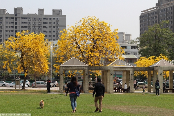 台中豐富公園：台中豐富公園✪黃金風鈴木~我也趕上了~104.03.08
