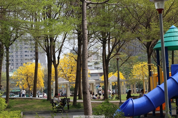 台中豐富公園：台中豐富公園✪黃金風鈴木~我也趕上了~104.03.08