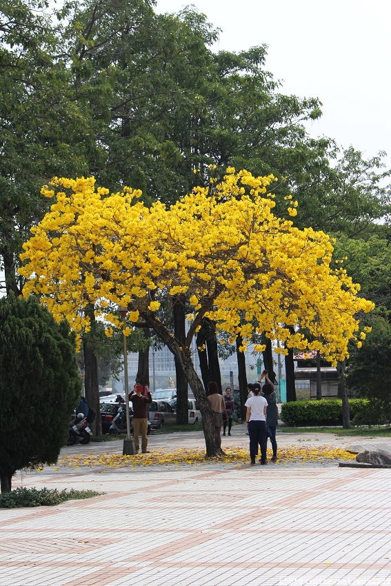 台中豐富公園：台中豐富公園✪黃金風鈴木~我也趕上了~104.03.08
