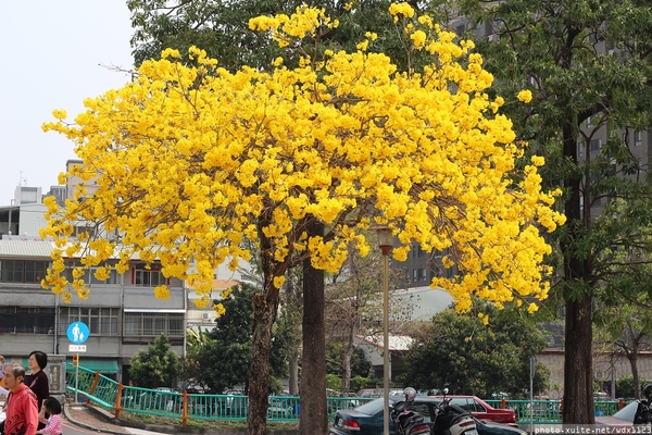 台中豐富公園：台中豐富公園✪黃金風鈴木~我也趕上了~104.03.08