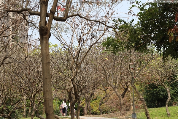 台中豐富公園：台中豐富公園✪黃金風鈴木~我也趕上了~104.03.08
