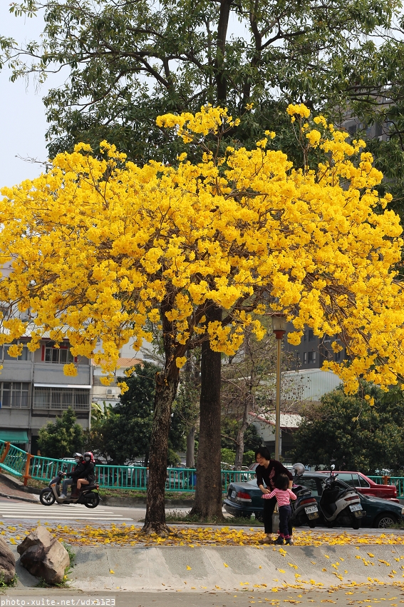 台中豐富公園：台中豐富公園✪黃金風鈴木~我也趕上了~104.03.08