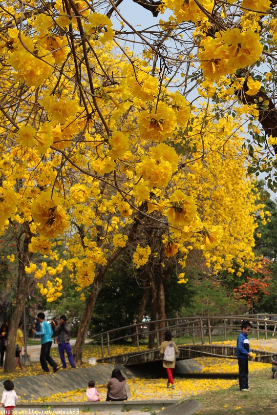 台中豐富公園：台中豐富公園✪黃金風鈴木~我也趕上了~104.03.08