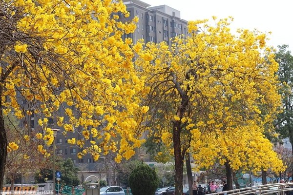 台中豐富公園：台中豐富公園✪黃金風鈴木~我也趕上了~104.03.08