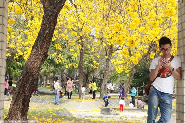 台中豐富公園：台中豐富公園✪黃金風鈴木~我也趕上了~104.03.08