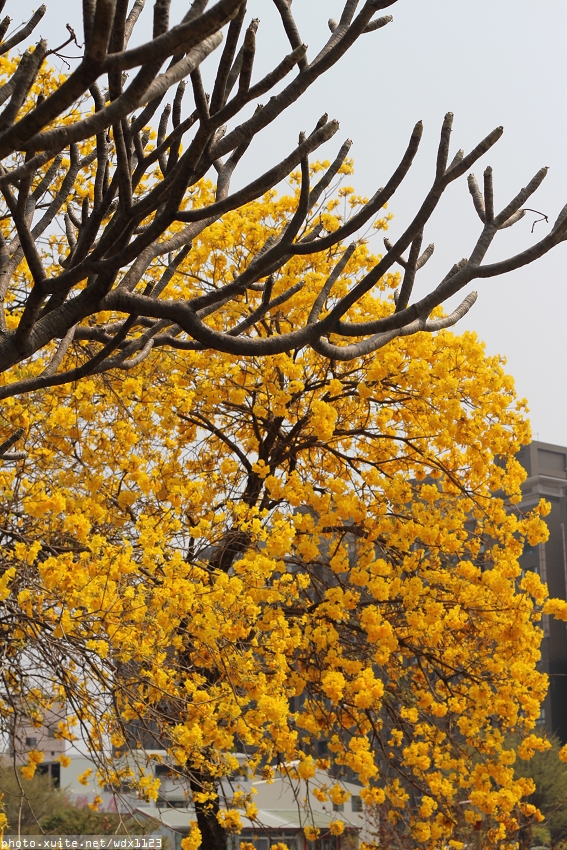 台中豐富公園：台中豐富公園✪黃金風鈴木~我也趕上了~104.03.08