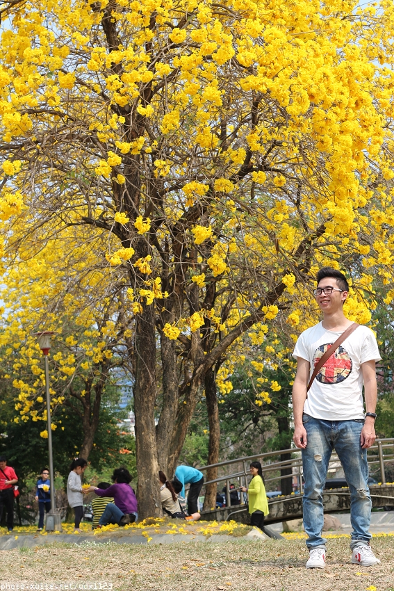 台中豐富公園：台中豐富公園✪黃金風鈴木~我也趕上了~104.03.08
