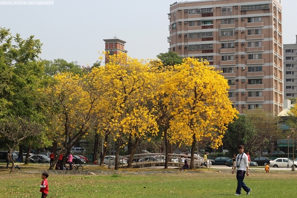台中豐富公園：台中豐富公園✪黃金風鈴木~我也趕上了~104.03.08