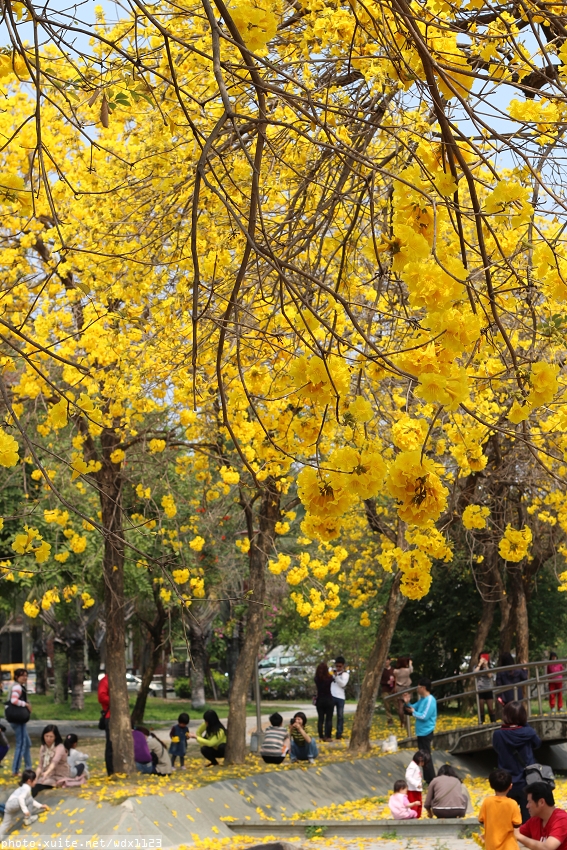 台中豐富公園：台中豐富公園✪黃金風鈴木~我也趕上了~104.03.08