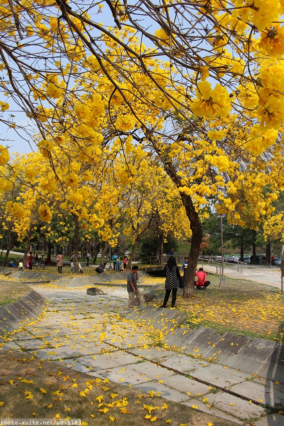 台中豐富公園：台中豐富公園✪黃金風鈴木~我也趕上了~104.03.08