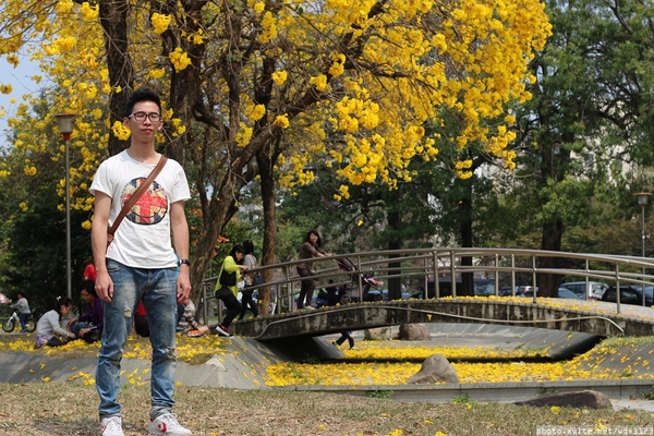 台中豐富公園：台中豐富公園✪黃金風鈴木~我也趕上了~104.03.08