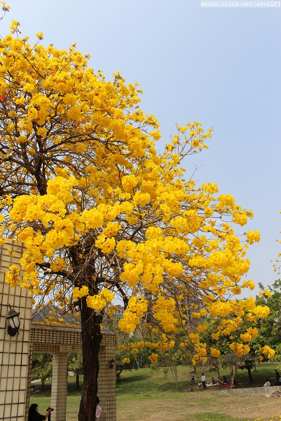 台中豐富公園：台中豐富公園✪黃金風鈴木~我也趕上了~104.03.08