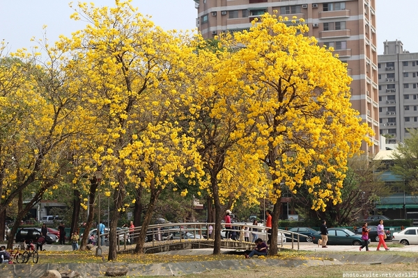 台中豐富公園：台中豐富公園✪黃金風鈴木~我也趕上了~104.03.08